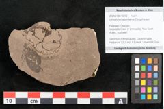 Foto (Objekt + Etikett) von Ulmophylon australiense Ettingshausen (NHMW-GEO-2024-0188-10372)